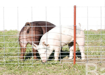 4 Gauge Welded Hog Wire Mesh Panels 16' X 34&quot; Panel For Livestock Fencing