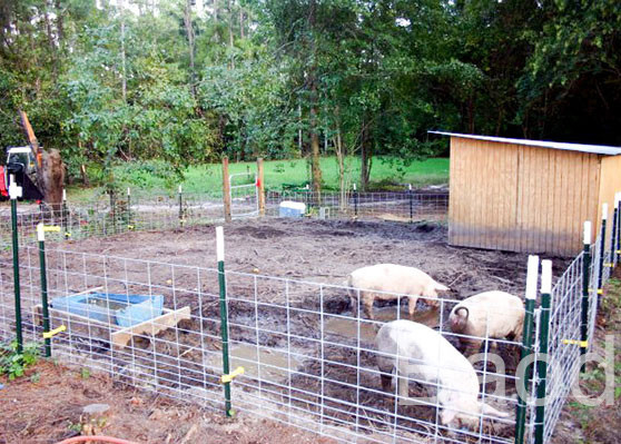 Galvanized Welded Hog Fence Wire Mesh Sheets With Rectangular Grid 16 Inch Length