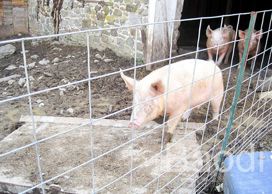 Galvanized Welded Hog Fence Wire Mesh Sheets With Rectangular Grid 16 Inch Length