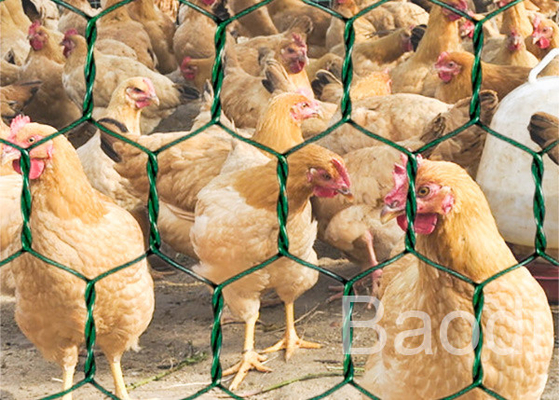 Green Vinyl Coated Chicken Wire Mesh Roll With Hexagonal Pattern 1 / 2&quot; - 3&quot;