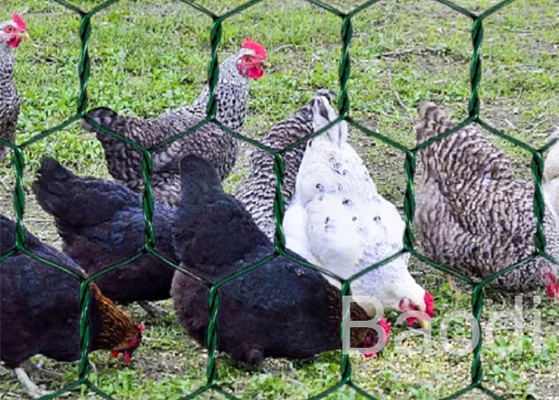 Green Vinyl Coated Chicken Wire Mesh Roll With Hexagonal Pattern 1 / 2&quot; - 3&quot;